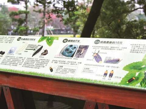Rongxing Garden Park’s information board lets people learn more about fireflies. (Photo: Huang Chienpin)