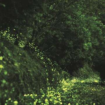 With expert devotion to restoration work, Taiwan topped many countries to host the 2017 International Firefly Festival. (Photo: Fang Huade)