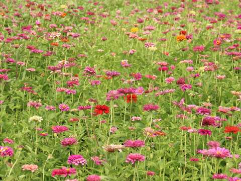 Amazing Guandu -- Dazzling Sea of Flowers to Meet the Public August 25