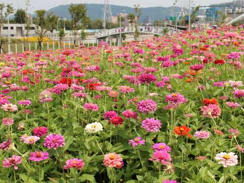 Amazing Guandu -- Dazzling Sea of Flowers to Meet the Public August 25