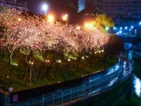燈光美氣氛佳 樂活公園賞櫻步道如夢似幻！