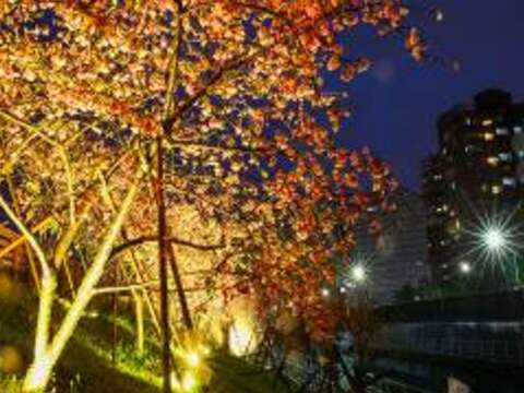 燈光美氣氛佳 樂活公園賞櫻步道如夢似幻！