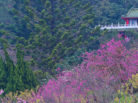 2018 Yangmingshan Flower Season Kicks off
