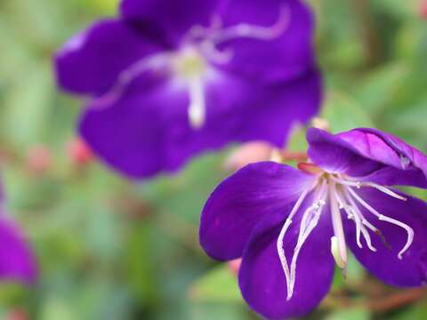 紫花親切如鄰家女孩 巴西野牡丹正當時