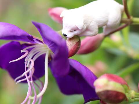 紫花親切如鄰家女孩 巴西野牡丹正當時