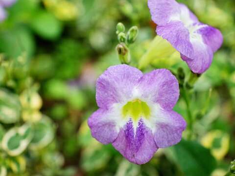 斑葉赤道櫻草屬爵床科常綠草本，花瓣5片呈淺紫色，花心略帶黃色。