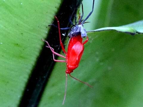 「紅姬緣椿象」孵化後的若蟲呈鮮紅色，每蛻一次皮翅芽就再長長一些