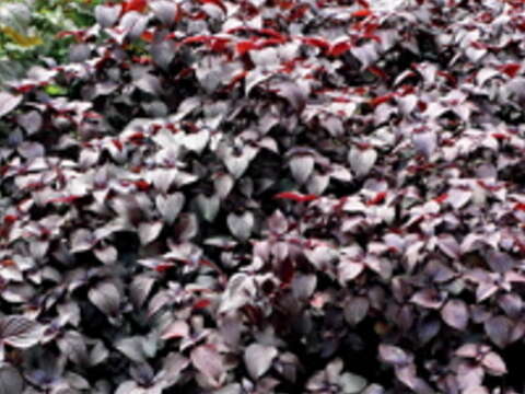 錦安香草園內的紫蘇繁密茂盛，香氣迎人。（攝影／李盈）