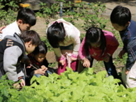 公館國小幼兒園小朋友從種植蔬菜中，體驗生命及生活教育。（攝影／李盈）