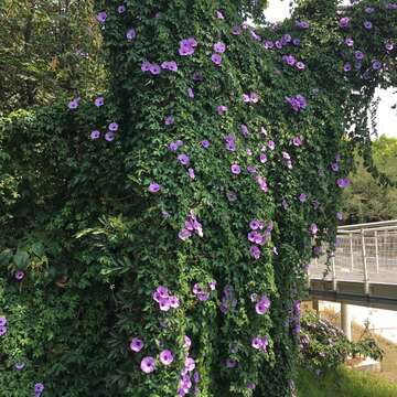 花界也有爬牆專家 槭葉牽牛紫花高高掛