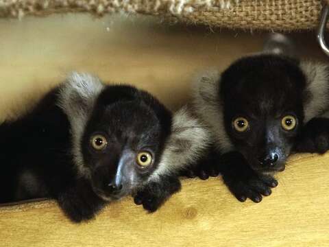 在愚人節這天，白頸狐猴「白依」誕下了一對雙胞胎（左「依特」右「依斯」）