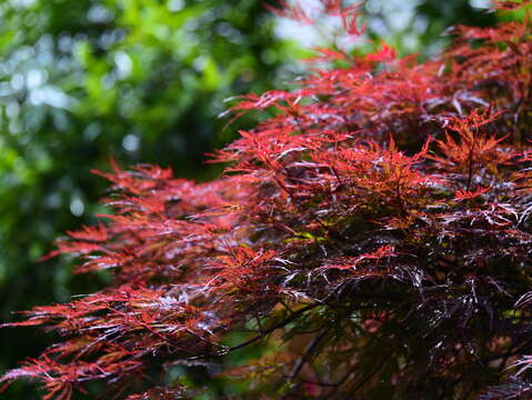 竹子湖紅槭樹_劉佳雯攝