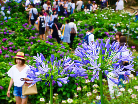 竹子湖百子蓮愛情花_高讚賢攝