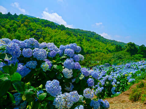 陽明山竹子湖繡球花藍天_許宜容攝