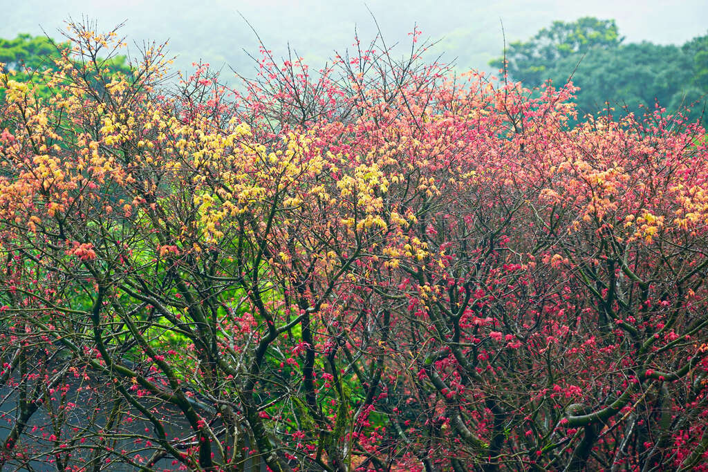 Taman Nasional Yang Ming Shan