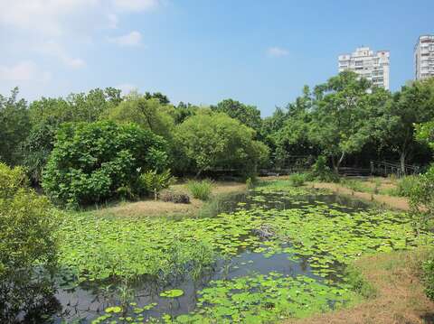 關渡自然公園池塘濕地
