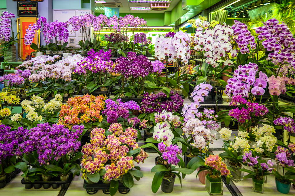 Mercado de flores de Taipei