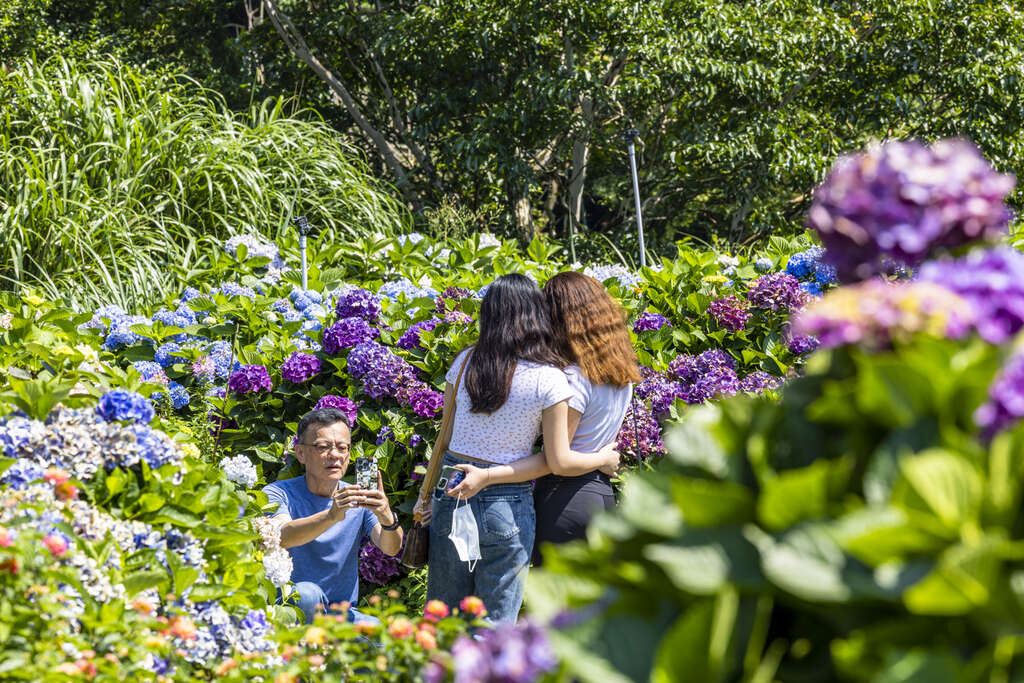游客们正与绣球花从拍摄美照(图片来源：台北市政府观光传播局)