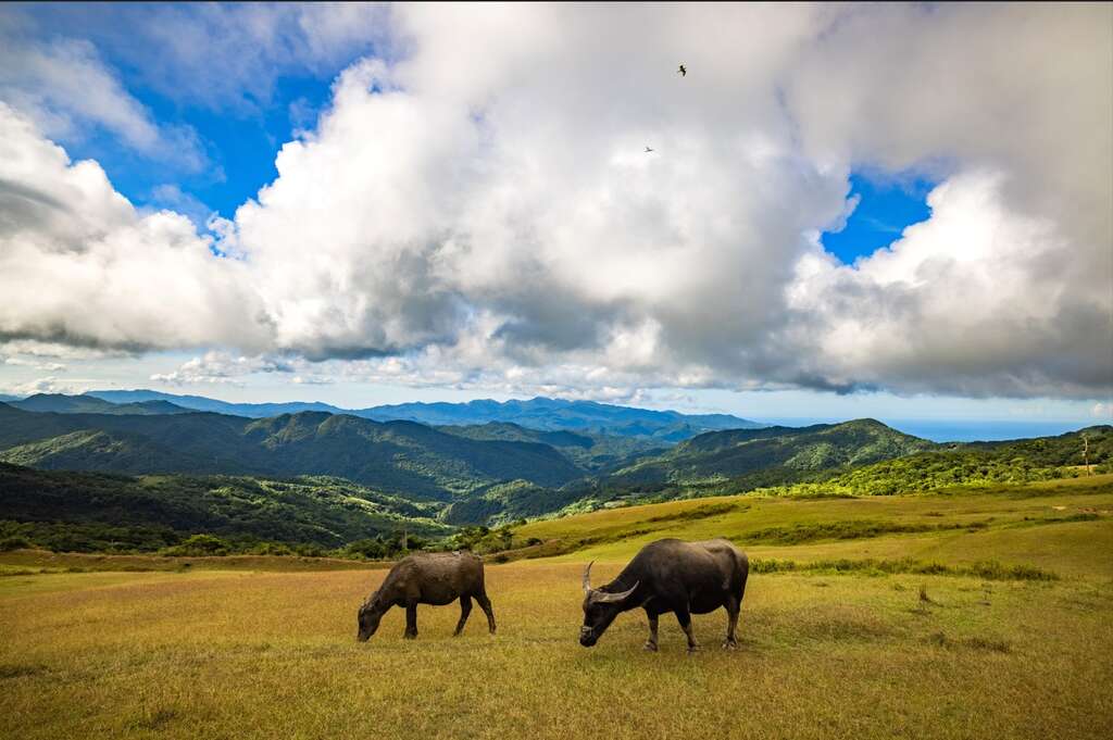 桃源谷大草原上吃草的牛(圖片來源：新北市觀光旅遊網)