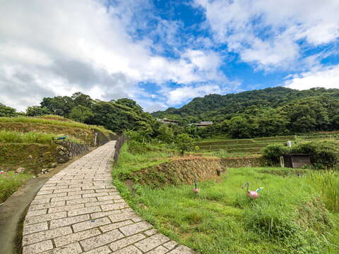猫空樟樹(クスノキ)歩道