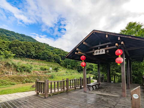 猫空樟樹(クスノキ)歩道