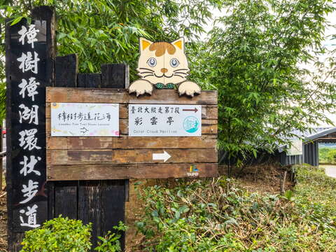 猫空樟樹(クスノキ)歩道