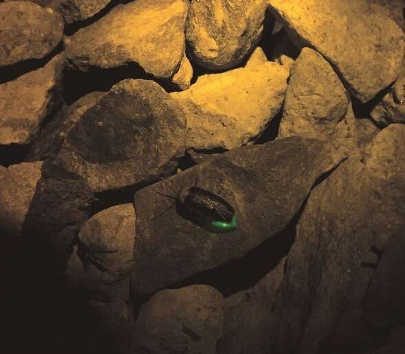 岩石上的螢火蟲