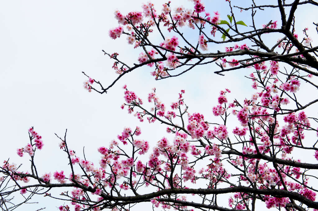 Las flores de cerezos en Village Pingdeng