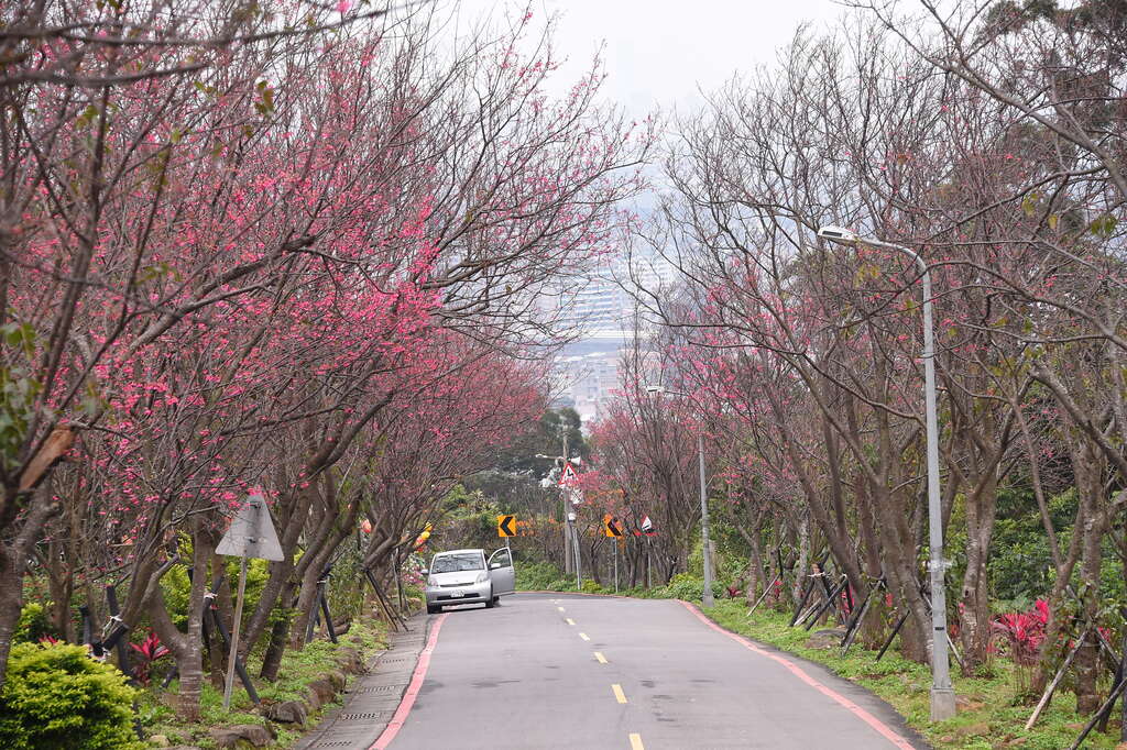 Cherry Blossom Tunnel at Fuxing 3rd Road