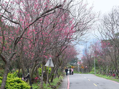 브싱3루 벚꽃 터널