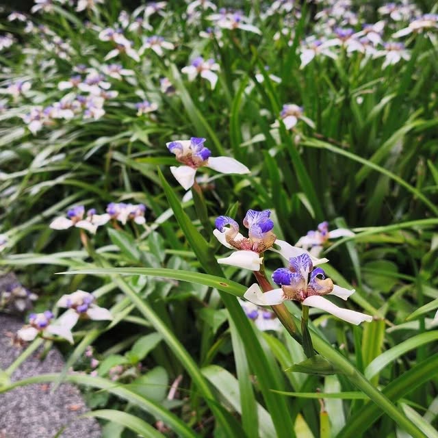 The most beautiful early-summer purple and white hidden gem! Brazilian irises in Shilin are now in full bloom / 夏初最美紫白秘境！士林巴西鳶尾花滿開中