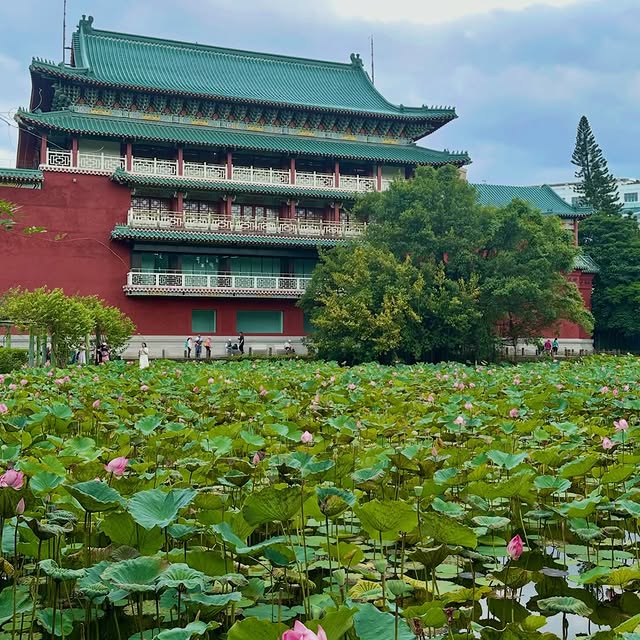 #臺北植物園 夏季限定荷花美景