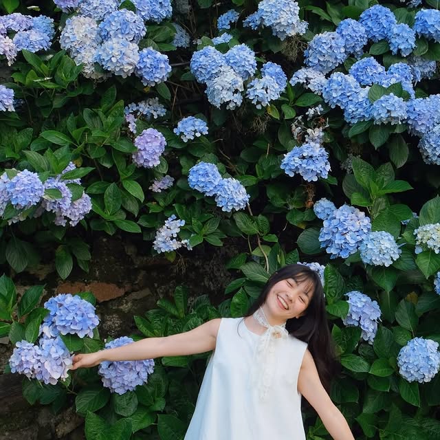 Only 5 days left until the end of the Hydrangea Season! ‼️／#繡球花季 倒數5天‼️
