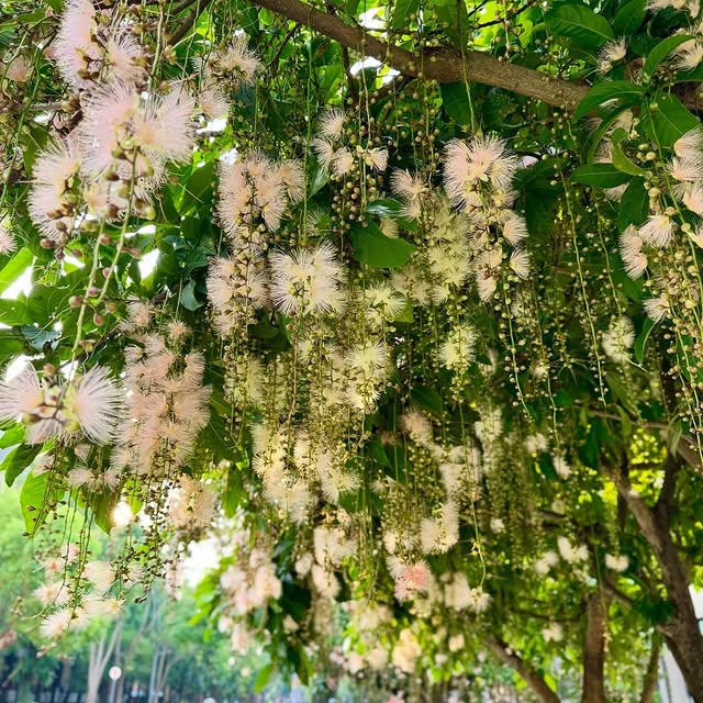 #NTU campus is quietly rolling out a romantic floral carpet! ~ ／ #台大校園 悄悄鋪上浪漫花毯啦～