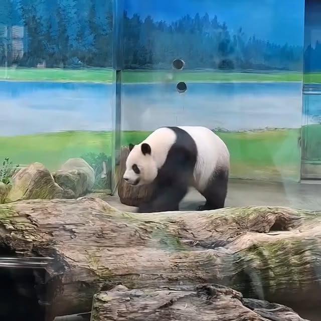現在動物園晚上也能入園⁉️✨