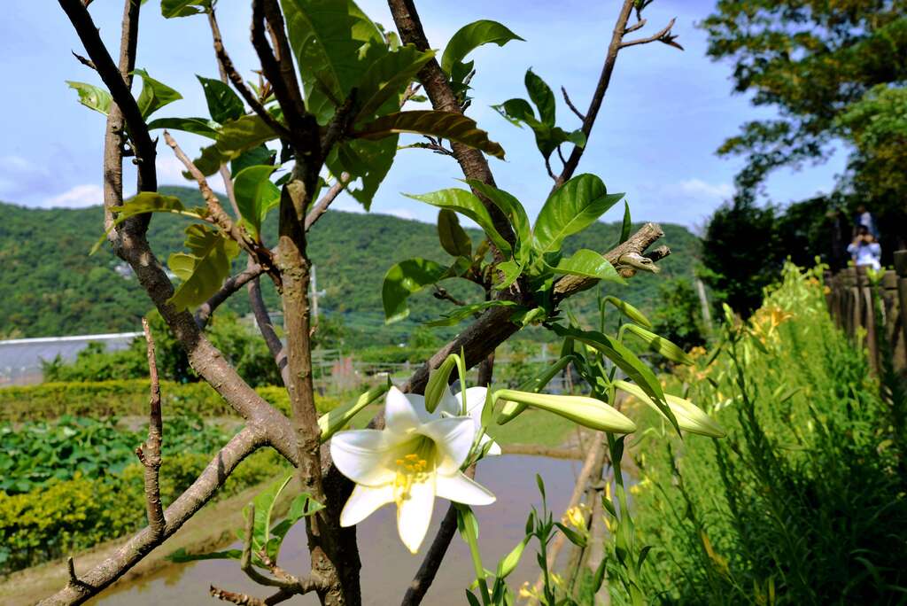 鐵砲百合花