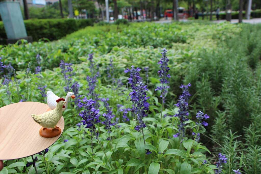 夏天的香料記憶 鼠尾草庭園廚房兩相宜