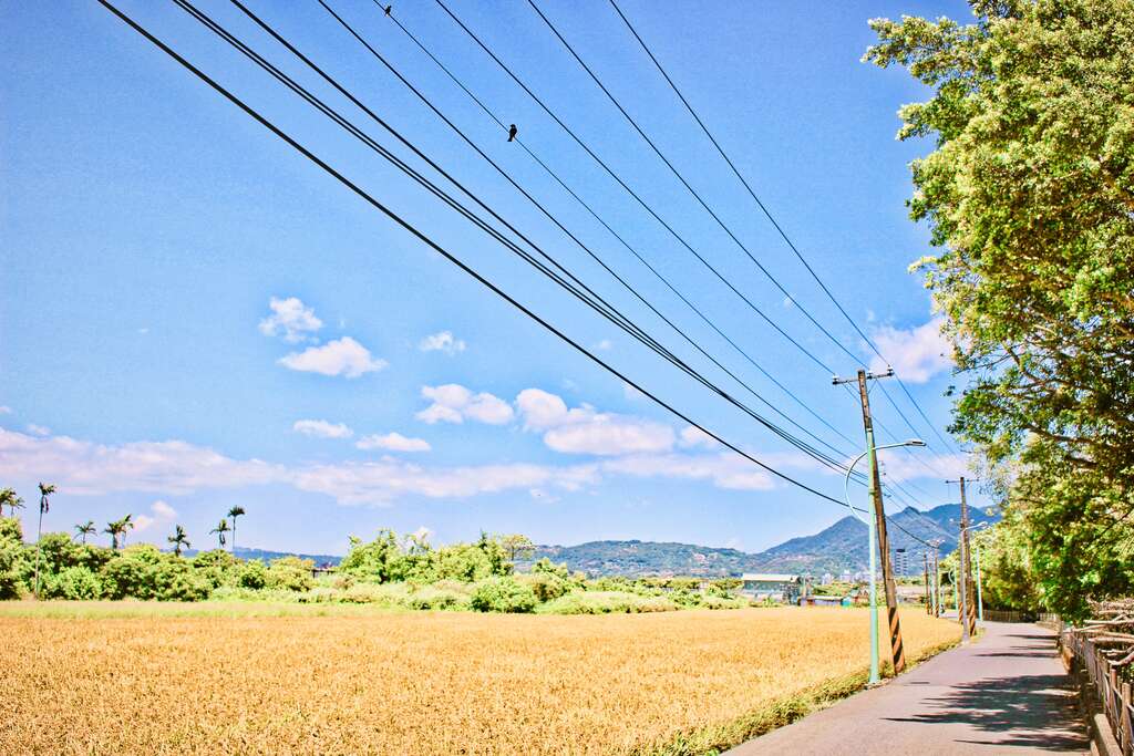城市田园风光 关渡平原稻浪起伏