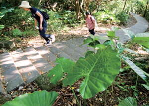 台北画刊559期—亲山步道寻芳踪