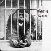 台北画刊103年4月第555期—HAPPY 100TH BIRTHDAY TO TAIPEI ZOO 快乐天堂庆生PARTY 回顾百年里程碑