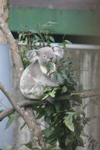 台北画刊103年4月第555期—HAPPY 100TH BIRTHDAY TO TAIPEI ZOO 快乐天堂庆生PARTY 回顾百年里程碑