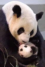 台北画刊103年4月第555期—HAPPY 100TH BIRTHDAY TO TAIPEI ZOO 快乐天堂庆生PARTY 回顾百年里程碑