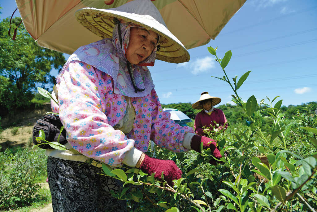 豫樟品茗烟岚起　【樟树樟湖步道】