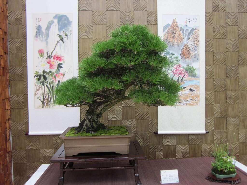 盆景搭配水墨画格外别致