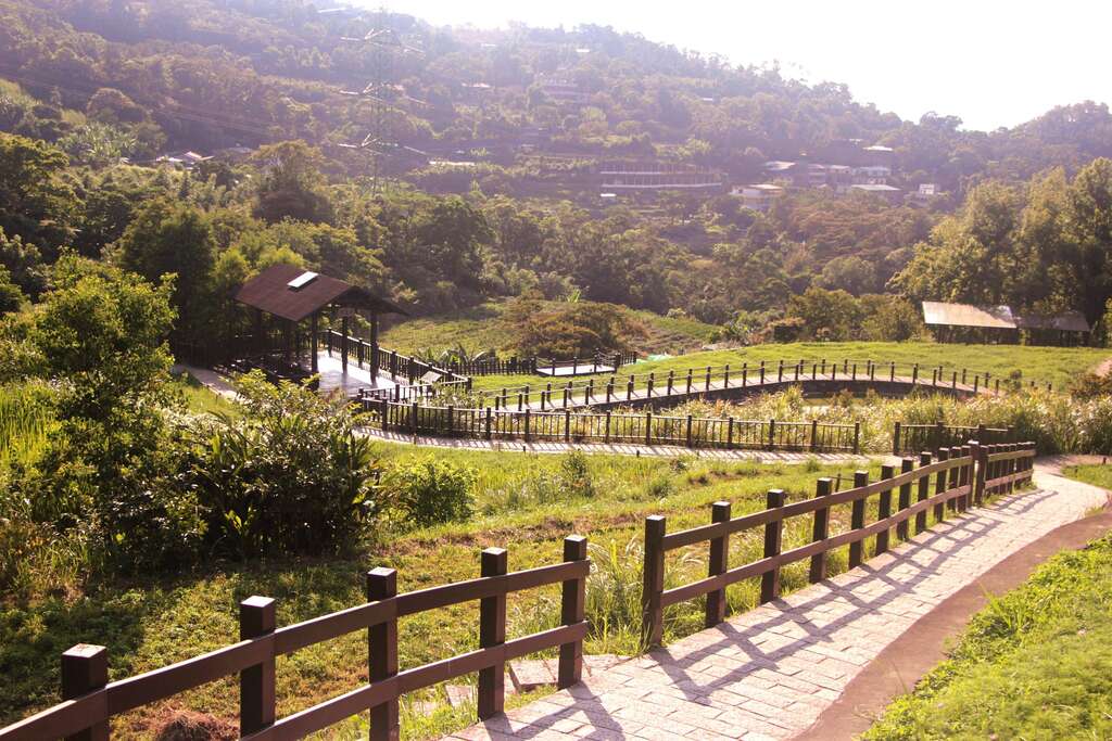 樟树步道