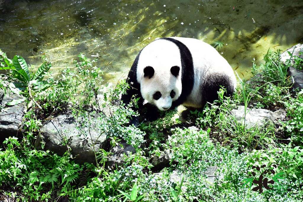 戶外活動場經過精心的設計,大家記得停下腳步觀察一下大貓熊的各種反應喔!(大貓熊「圓仔」)