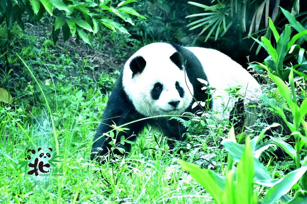 「圓仔」不知是不是長大成熟變穩重了，今年還未見她展現以往的「拆樹計畫」