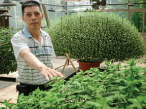 台北画刊550期—
神奇绿手指 栽种大立菊