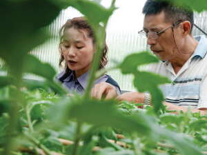 台北画刊550期—
神奇绿手指 栽种大立菊