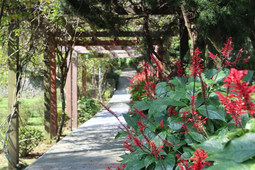 红楼花开花现况
